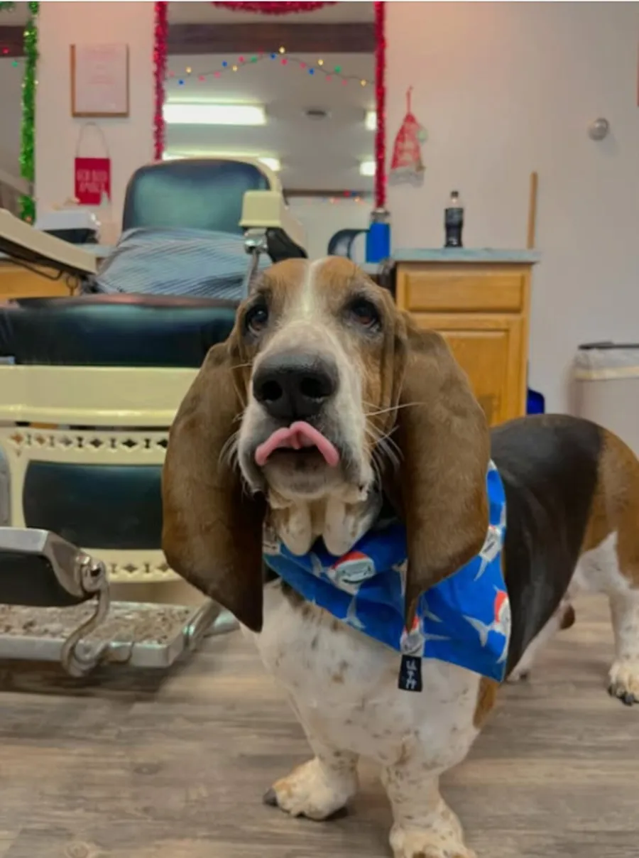 Walter, the shop's basset hound, standing by the barber chair in a blue bandana.