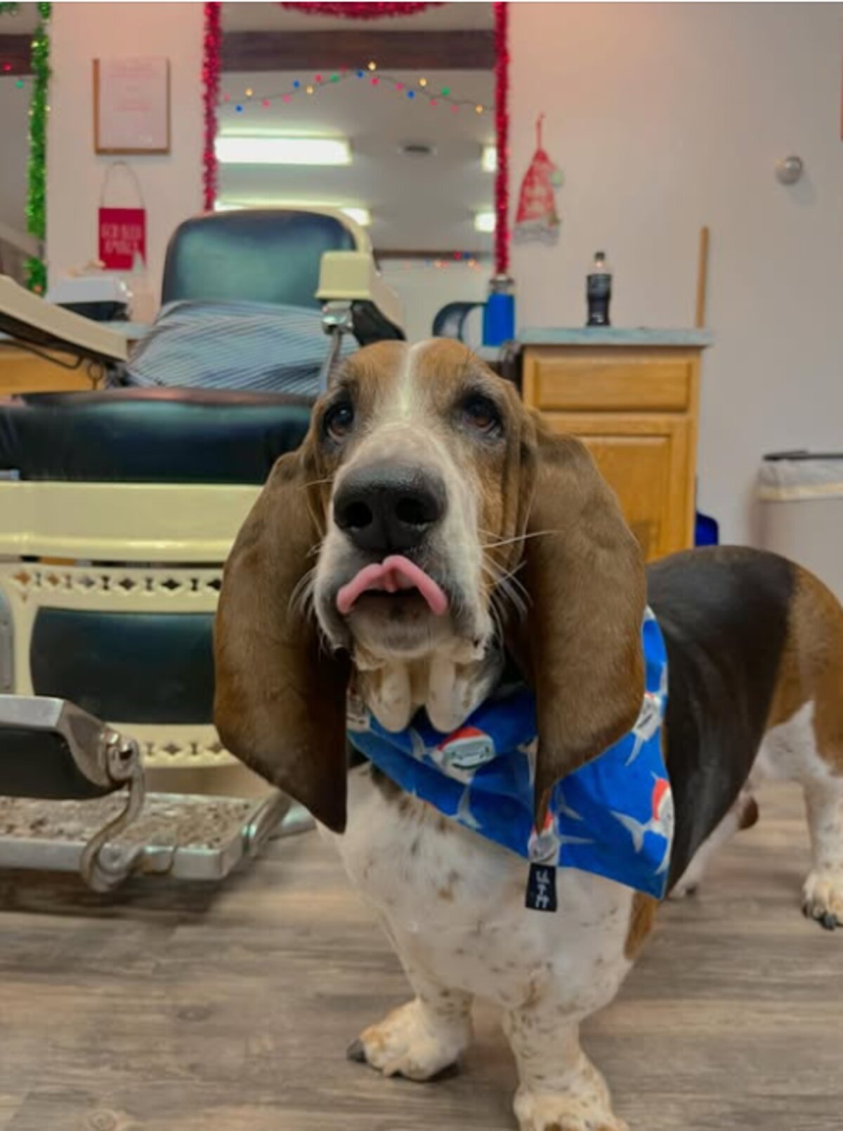 Shop dog — a basset hound in a shark bandana hanging out at the barber shop